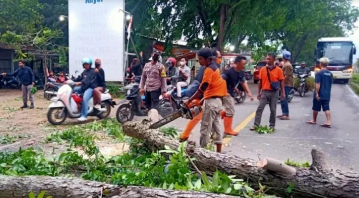 Petugas BPBD tengah melakukan pemotongan batang pohon tumbang di jalur wisata Anyer. (ist)