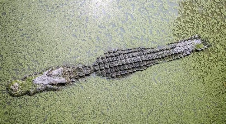 Buaya Menyerang Turis di Kolam (Foto: Pixabay)