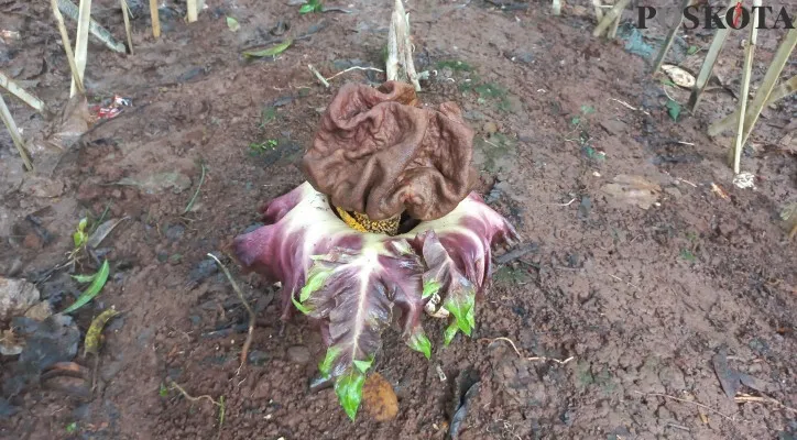 Bunga bangkai yang tumbuh di kebon kosong di kawasan Joglo, Kembangan, Jakarta Barat. (foto: poskota/cr01)