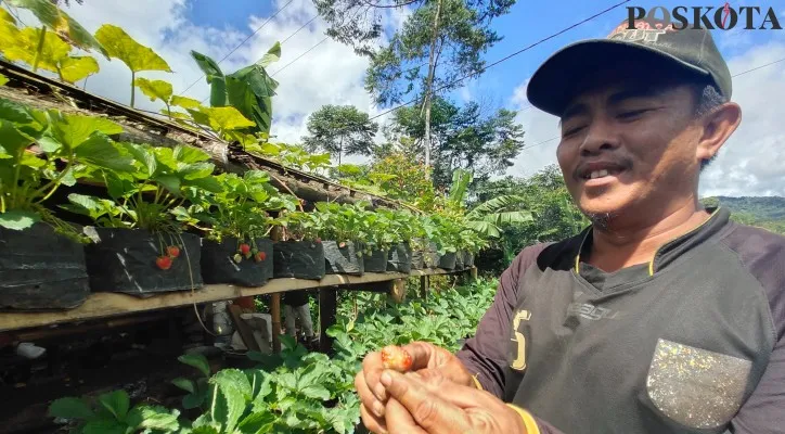 Destinasi wisata kebun stawberry di Lebak. (yusuf)