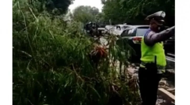 Pohon tumbang terjadi di Jl Pangeran Antasari, Cilandak, Jaksel. (ist)