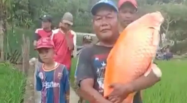 Tangkapan layar warga membopong ikan mas raksasa di lebak (Ist)