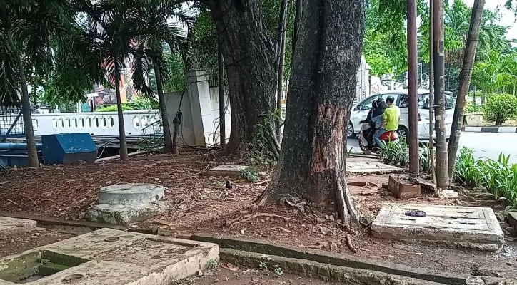 Pohon yang terkena benturan mobil terlihat tergerus