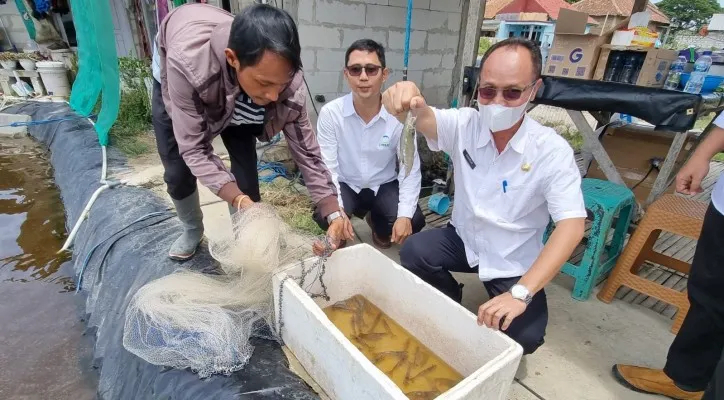 Kepala DKPP Kabupaten Serang, Suhardjo saat panen udang. (foto: ist)