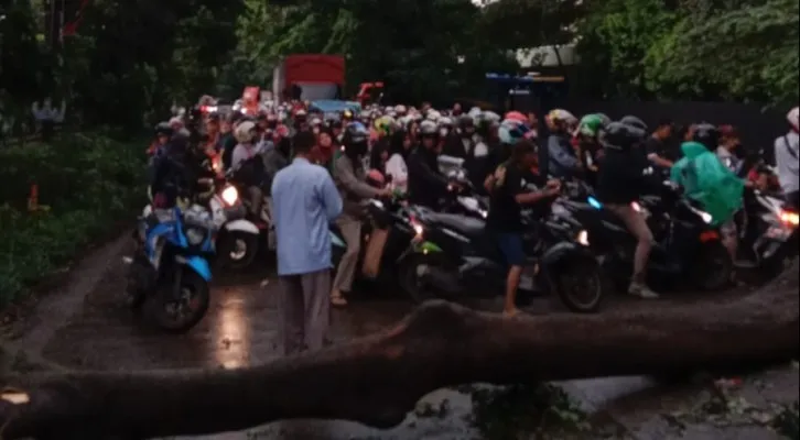 Pohon tumbang di Jalan Marcede Benz, Gunung Putri, Bogor mengakibat arus lalulintas tertutup. (foto: poskota/ panca)