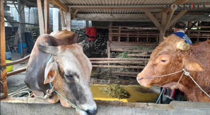 Pemkab Bogor terpaksa melockdown pasar hewan di Jonggol, Bogor, selama 14 hari karena ditemukan sapi, kerbau, kambing, dll terkonfirmasi positif PMK. (foto: poskota/panca)