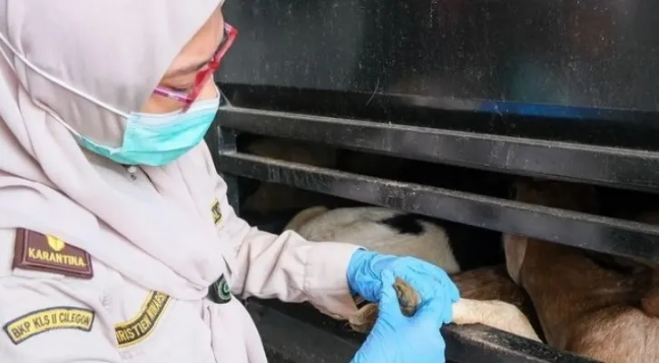 Petugas KP Kota Cilegon saat memeriksa kambing asal Sumatera yang akan dikirim ke Jakarta dan Temanggung. (foto: ist)