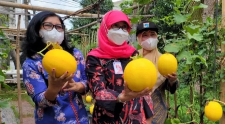 Dinas KPKP DKI Jakarta saat melakukan kegiatan panen melon di Koja, Jakarta Utara. (foto: ist)