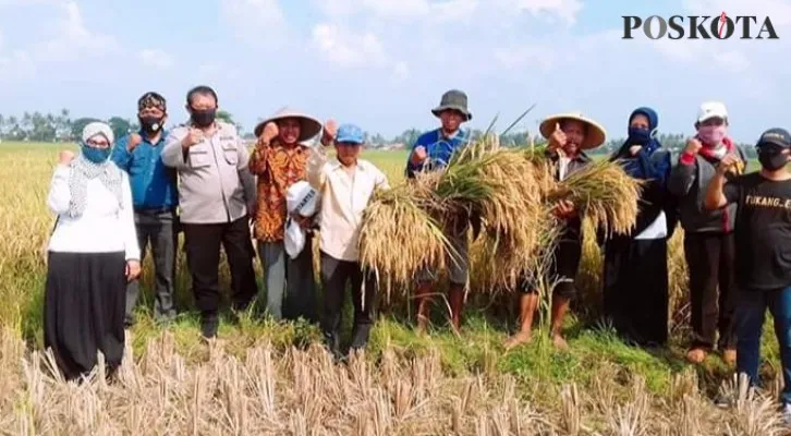 Kanit Resmob Polres Metro Tangerang Kota, AKP I Gusti Moh Sugiarto saat memanen padi bersama petani. (foto: poskota/vero)