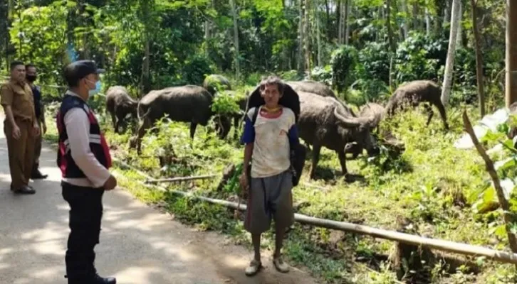 Para peternak di Lebak saat dipantau kesehatan hewannya oleh petugas. (Foto: Istimewa). 