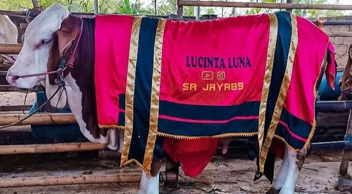 Sapi kurban milik Lucinta Luna. (foto: instagram @lucintaluna_manjalita)