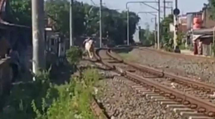 Seekor sapi kurban di Cilebut Timur, Kabupaten Bogor, kabur ke rel kereta api saat hendak disembelih. (foto: ist)