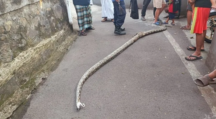 Petugas Sudin Gulkarmat Jakarta Timur saat mengevakuasi ular sanca di Jalan Manunggal Bakti, Kelurahan Kalisari, Pasar Rebo, Jakarta Timur. (foto: ist)