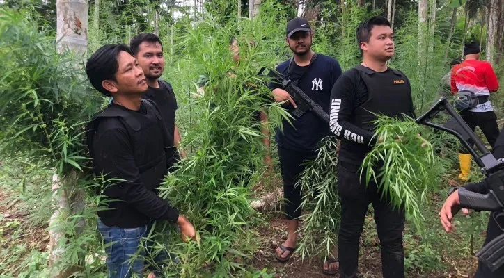 Ditresnarkoba Polda Banten berada di tengah ladang ganja di Desa Kurung, Kecamatan Sawang, Kabupaten Aceh Utara. (foto: ist)