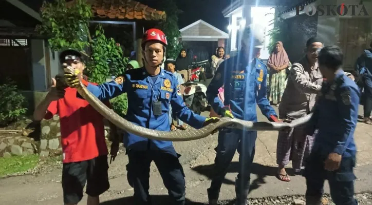 Tim rescue animal Damkar Purwakarta bersama warga berhasil menangkap ular King Kobra yang masuk perkampungan Cilegong,Jatiluhur.(Foto: Dadan)