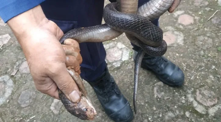 Petugas Damkar UPT Bojongsari mengevakuasi ular kobra dari rumah kontrakan di Kelurahan Duren Mekar. (foto: ist)