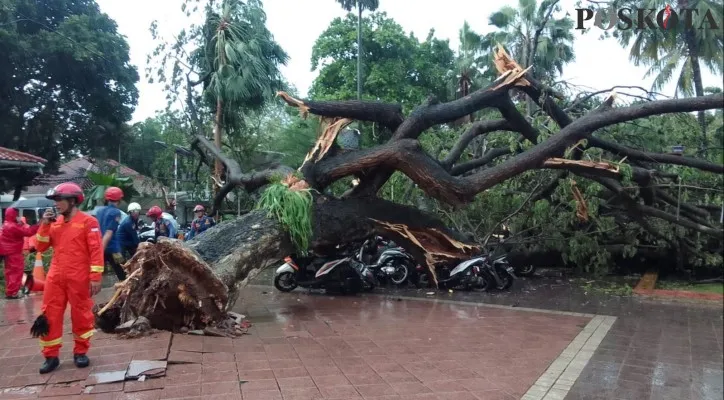 Pohon besar tumbang di halaman Balai Kota DKI Jakarta. (foto: poskota/aldi)