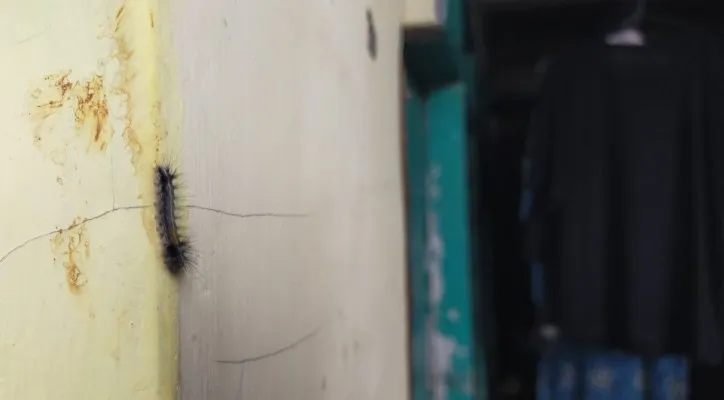 Ulat bulu teror rumah warga Bogor Utara.(ist)