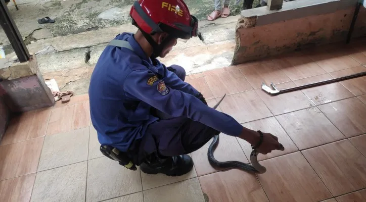 Petugas Damkar UPT Cipayung saat mengevakuasi ular kobra dari rumah warga di Kp. Grogol, Kecamatan Pancoran Mas, Kota Depok. (foto: ist)