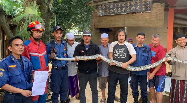 Ular sanca batik sepanjang 4 meter dievakuasi damkar kota Bekasi di Jatiasih. (Damkar Kota Bekasi).