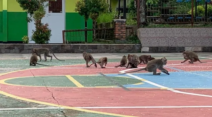 Gerombolan monyet ekor panjang diduga kelaparan hingga masuk ke perkarangan sekolah di Ciampea, Bogor. (Ist)