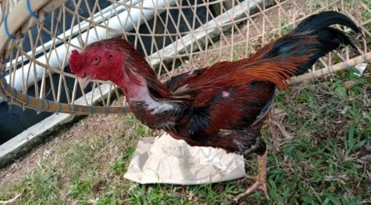 Barang bukti ayam yang diamankan dari arena sabung ayam di Kecamatan Kibin. (ist)