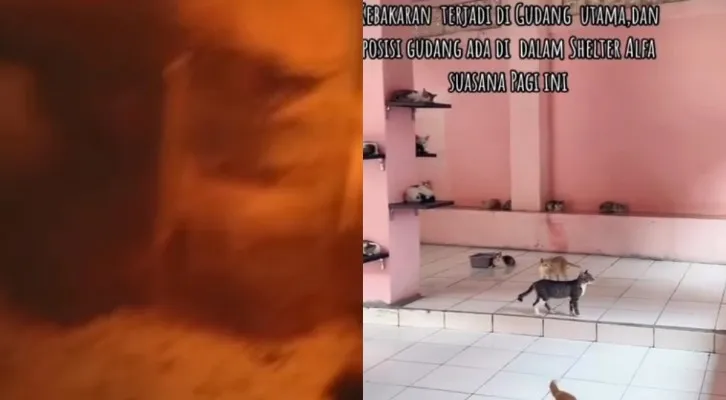 Diduga Sakit Hati Karena Dipecat, Seorang Mantan Karyawan Tega Bakar Shelter Kucing 'Rumah Singgah Clow' di Parung (Kolase/lst)