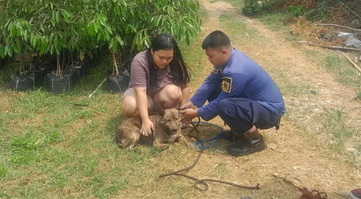 Kerap Memangsa Ayam Warga, Dua Anjing Liar di Cijeruk Bogor Ditangkap Damkar. (ist)