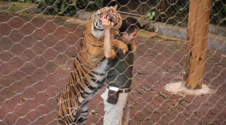 Petugas Taman Safari Indonesia saat memberi makan Harimau Sumatera. Ist