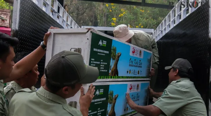 Pulang Kampung, 6 Komodo Diberangkatkan TSI Bogor dan Smelting ke NTT. (panca aji)