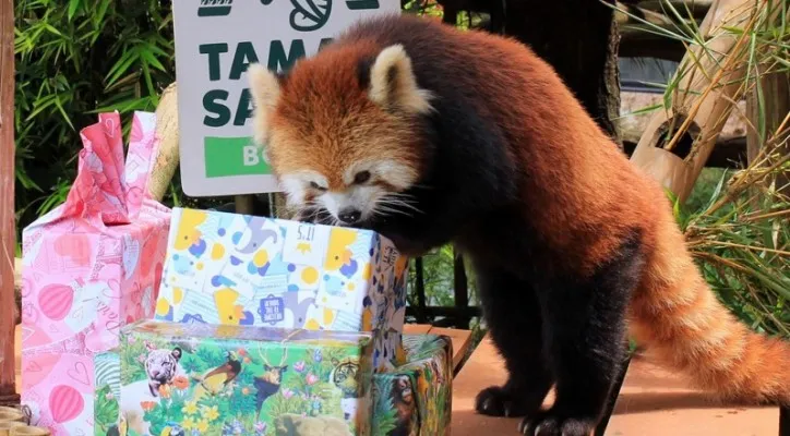 Foto: Taman Safari Bogor Bagi Doorprize Pengunjung Peringatan International Red Panda Day 2023. (Ist.)