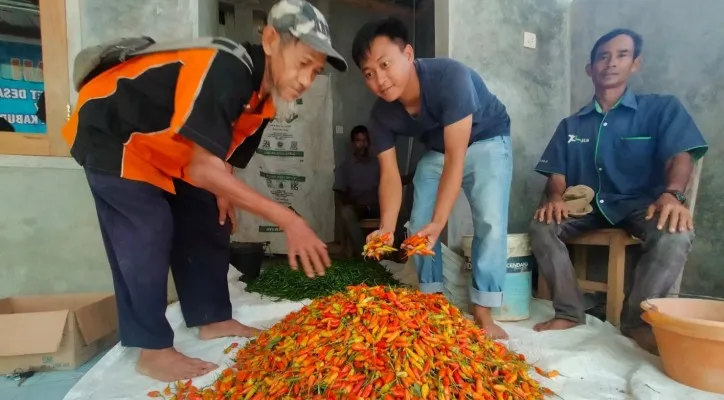 Caption: Pedagang cabai di Rangkasbitung Lebak saat menunjukan jenis cabai oranye. (ist)