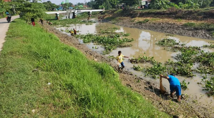 Caption :Ikan hasil tangkapan warga dan antusias warga mennagkap ikan saat irigasi dikeringkan. (ist)