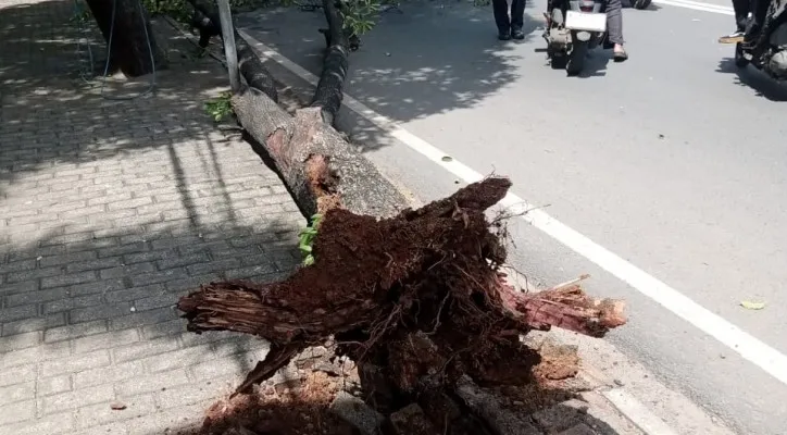 Sebuah pohon tumbang dan menimpa motor di wilayah Pasar Minggu, Jakarta Selatan. (Ist)