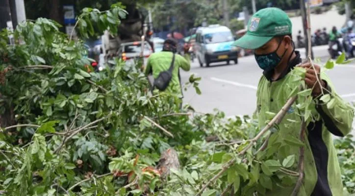 Petugas Sudin Tamhut Jakpus memangkas pohon rindang dan rawan tumbang.(Istimewa)