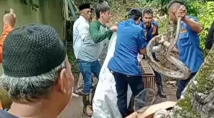 Tim Damkar Pandeglang saat evakuasi ular sanca sepanjang 3 meter. (Foto: Ist)