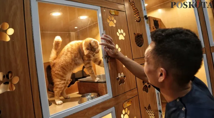 Ilustrasi, pekerja mengeringkan bulu kucing setelah dimandikan di Benben Petcare, Danau Sunter Utara, Sunter Agung, Jakarta Utara.(Poskota/Ahmad Tri Hawaari)