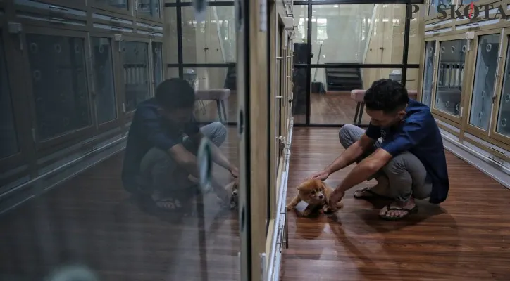 Ilustrasi hewan domestik anjing. (Sumber: Poskota)