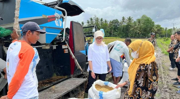 Panen raya di berbagai daerah. (Dok: Humas Bulog)