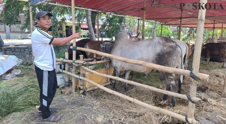 Lapak sapi kurban milik Burhanudin di kawasan Alinda, Kecamatan Bekasi Utara, Kota Bekasi. (Poskota.co.id/Ihsan Fahmi)