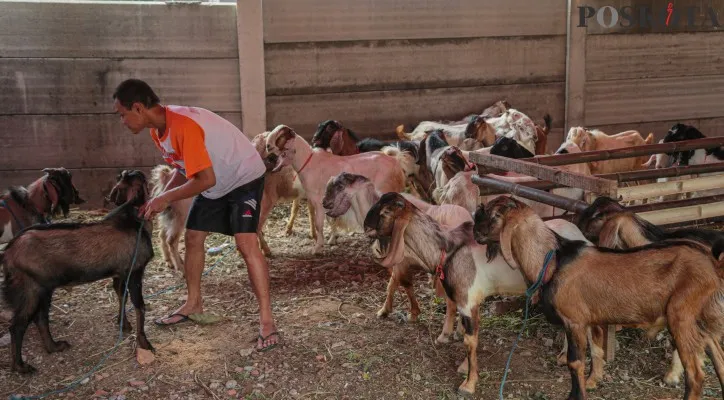 Aktivitas pekerja saat memberikan pangan dan membersihkan sapi dan kambing di kawasan Karet Tengahin, Jakarta Pusat, Kamis (30/5/2024). Menurut pedagang jumlah permintaan hewan qurban sapi dan kambing menjelang Hari Raya Idul Adha meningkat 40 hingga 50 persen dan pedagang musiman mulai banyak bermunculan di Jakarta, adapun kambing dan sapi-sapi dengan jenis brahman, limosin, metal dan jawa tersebut dijual dengan harga Rp 4,7-40 juta tergantung jenis dan berat bobotnya.Poskota/Ahmad Tri Hawaari