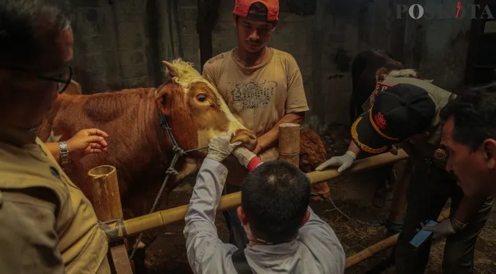 Aktivitas petugas Dinas Ketahanan Pangan, Kelautan dan Pertanian Provinsi DKI Jakarta saat melakukan pengecekan kesehatan hewan Qurban di kawasan Johar Baru, Jakarta Pusat, Senin (3/6/2024). Pemerintah Provinsi DKI Jakarta melalui Dinas Ketahanan Pangan, Kelautan dan Pertanian Provinsi DKI Jakarta melakukan pengecekan kesehatan hewan qurban secara rutin menjelang idul Adha atau sebelum diperjualbelikan kepada masyarakat guna menjamin hewan qurban dalam keadaan sehat.Poskota/Ahmad Tri Hawaari