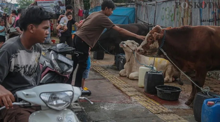 Aktivitas warga dan anak-anak saat melihat hewan qurban di kawasan trotoar Johar Baru, Jakarta Pusat, Rabu (5/6/2024). Menjelang hari raya Idul Adha 2024 pedagang hewan qurban menggunakan trotoar untuk berjualan, hal tersebut menimbulkan pro dan kontra di kalangan masyarakat meski Pemerintah Kota Jakarta Pusat melarang berjualan di fasilitas umum tersebut yang bisa menyebabkan lingkungan kotor dan bau.Poskota/Ahmad Tri Hawaari