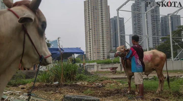 Seorang pedagang memberi makan sapi kurban yang dijual di kawasan Kuningan, Jakarta Selatan, Kamis (13/6/2024). Menurut pernyataan Pedagang penjualan sapi kurban meningkat menjelang idul adha dari 40 hingga 60 persen yang dibanderol Rp18 juta hingga Rp40 juta per ekor tergantung besar dan berat badan dari total sebanyak 700 ekor sapi telah terjual 330 ekor menjelang Hari Raya Idul Adha. Poskota/Ahmad Tri Hawaari