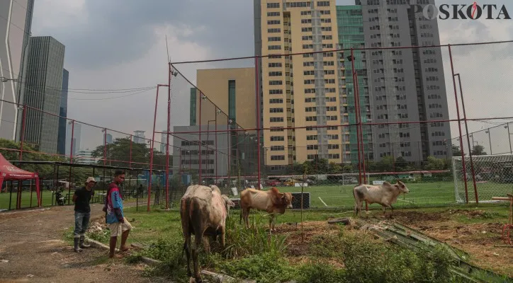 Seorang pedagang memberi makan sapi kurban yang dijual di kawasan Kuningan, Jakarta Selatan, Kamis (13/6/2024). Menurut pernyataan Pedagang penjualan sapi kurban meningkat menjelang idul adha dari 40 hingga 60 persen yang dibanderol Rp18 juta hingga Rp40 juta per ekor tergantung besar dan berat badan dari total sebanyak 700 ekor sapi telah terjual 330 ekor menjelang Hari Raya Idul Adha. Poskota/Ahmad Tri Hawaari