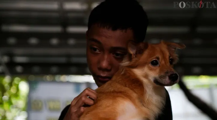 Ilustrasi seeokor anjing. (Sumber: Poskota)