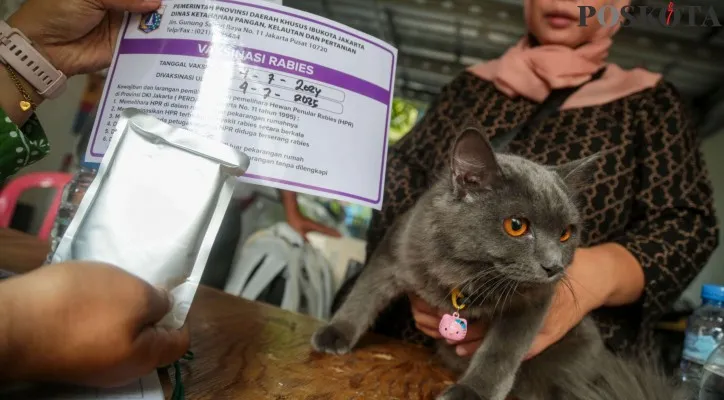 Ilustrasi kucing. (Sumber: Poskota)