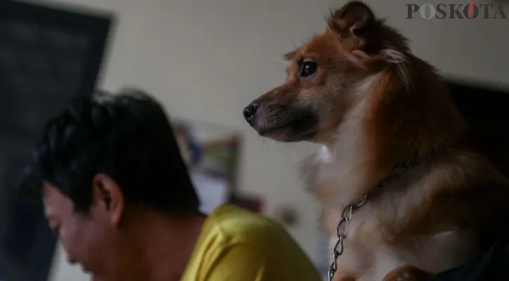 Ilustrasi hewan domestik anjing. (Sumber: Poskota)