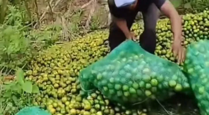 Persaingan sesama pedagang membuat harga barang rusak dipasaran, petani jeruk ini memilih membuang hasil panennya (Tangkapan layar/Instagram)