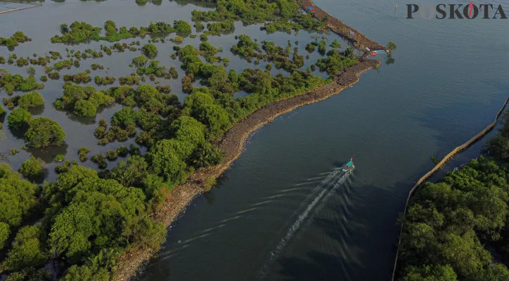 Ilustrasi hutan mangrove di pesisir. (Poskota/Ahmad Tri Hawaari)